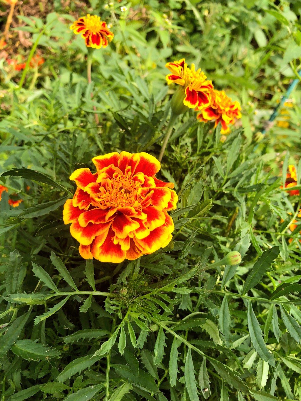 Cornell Botanical Gardens