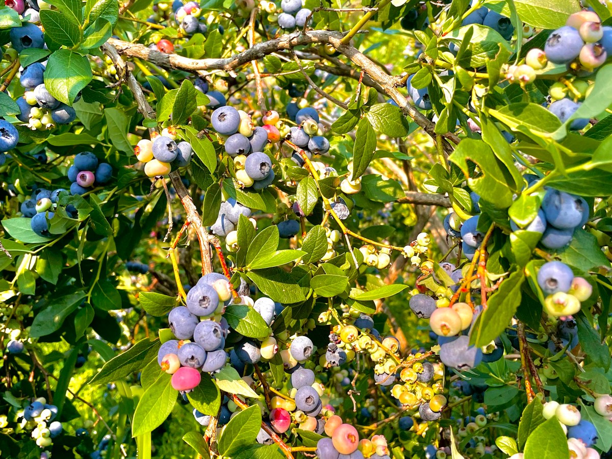 Where to go Blueberry Picking in Upstate New&nbsp;York