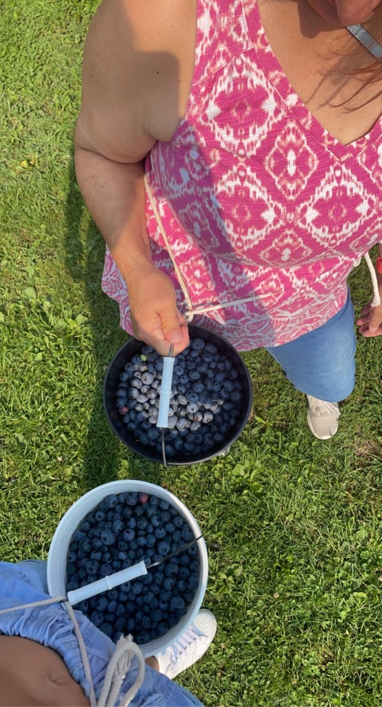two buckets of blueberries attached to our waste while we pick