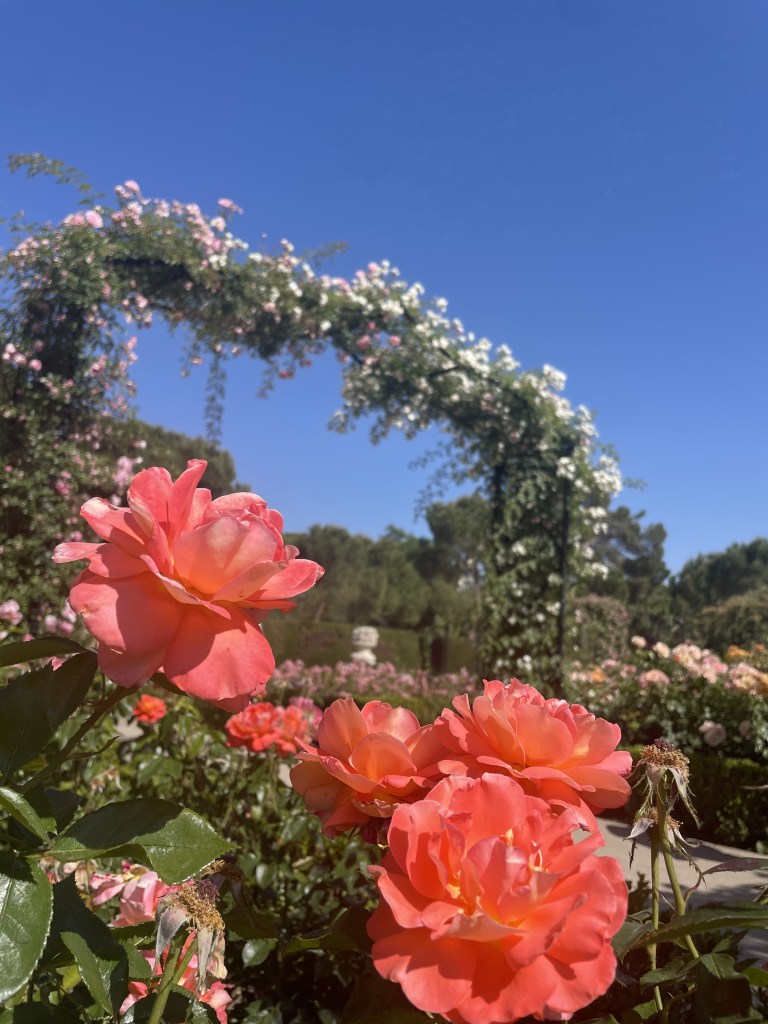 A coral pink rose up close inside the Rose Garden in El Retiro Park in Madrid, Spain