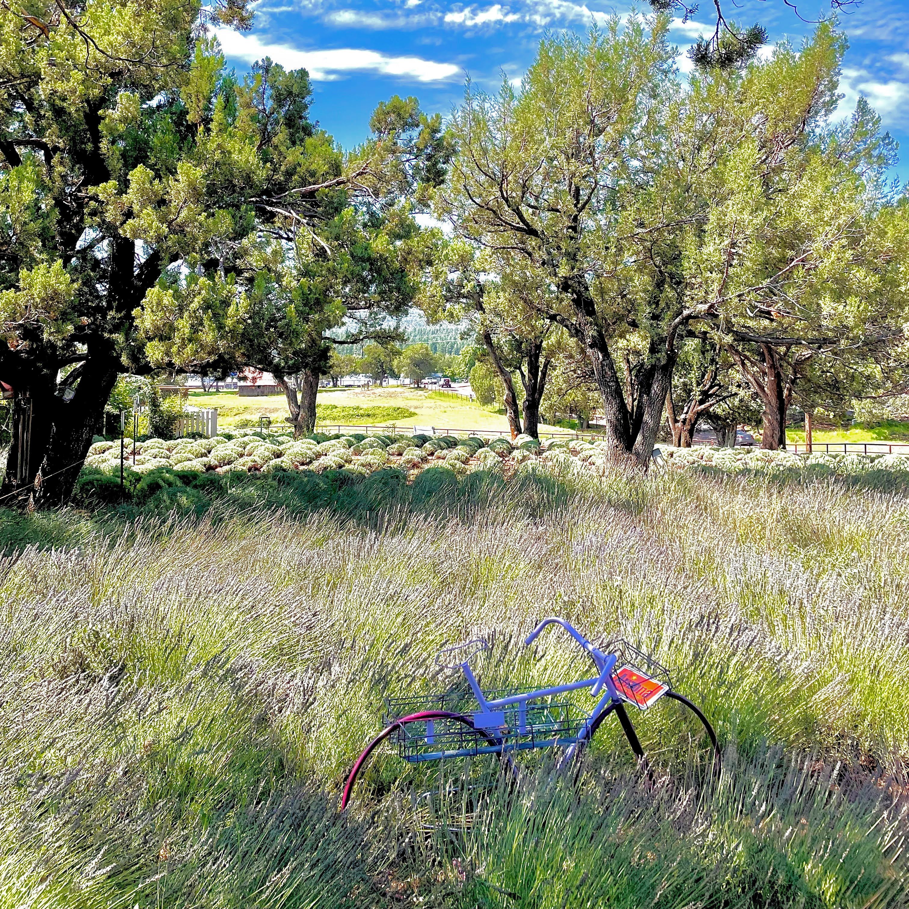 purple bike sitting in a field of home grown lavender in Strawberry, Arizona