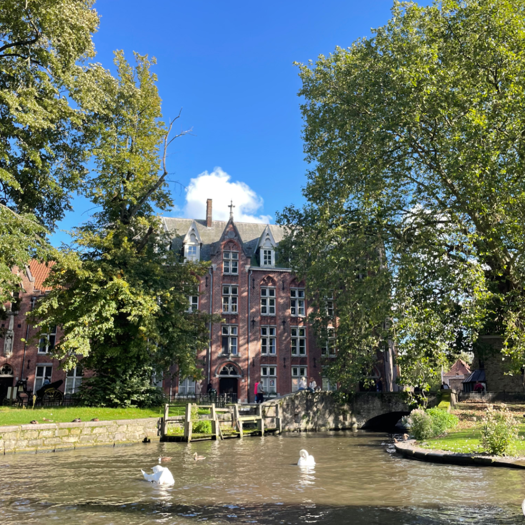 A gorgeous brick house in the background on the canal in Bruges, Belgium with swans in the foreground on a sunny day 