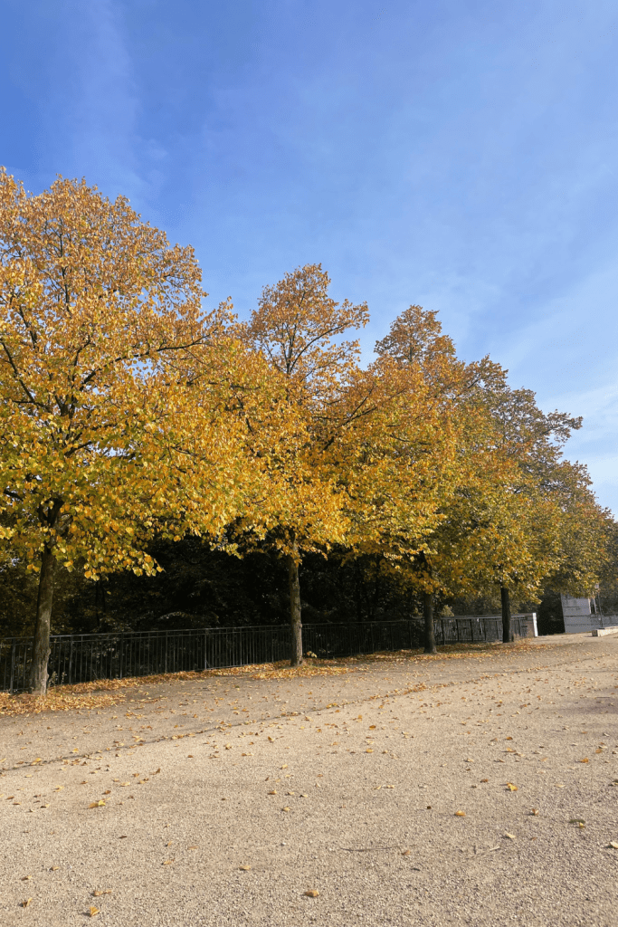 Orange and yellow trees on a cool fall day at Parc de Bercy in Paris.