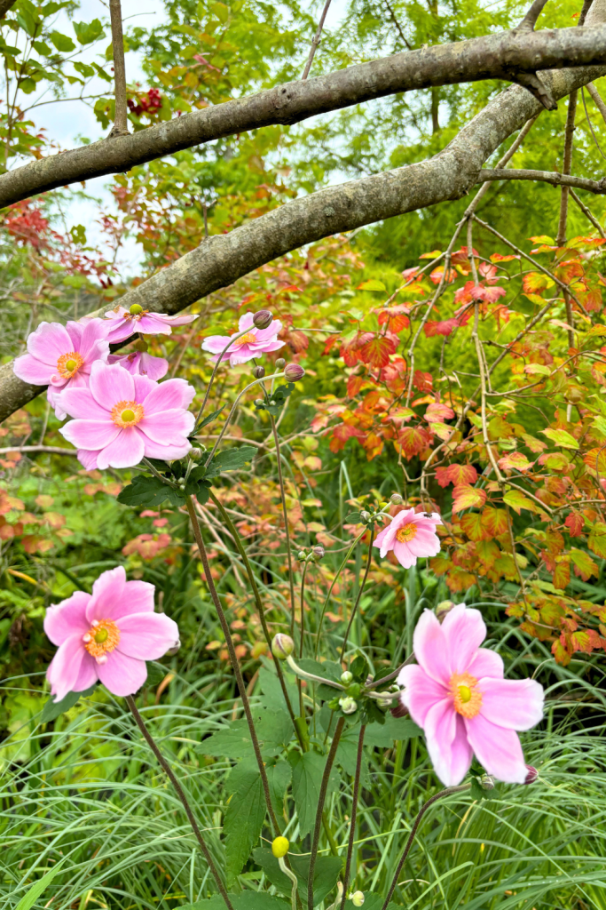 Soft pink Japanese Anemone flowers blooming in front of an abundance of green plants in the garden at Claude Monet's house in Giverny, France