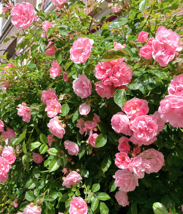 A gorgeous bush of pink flowers along the street in Amsterdam, the Netherlands