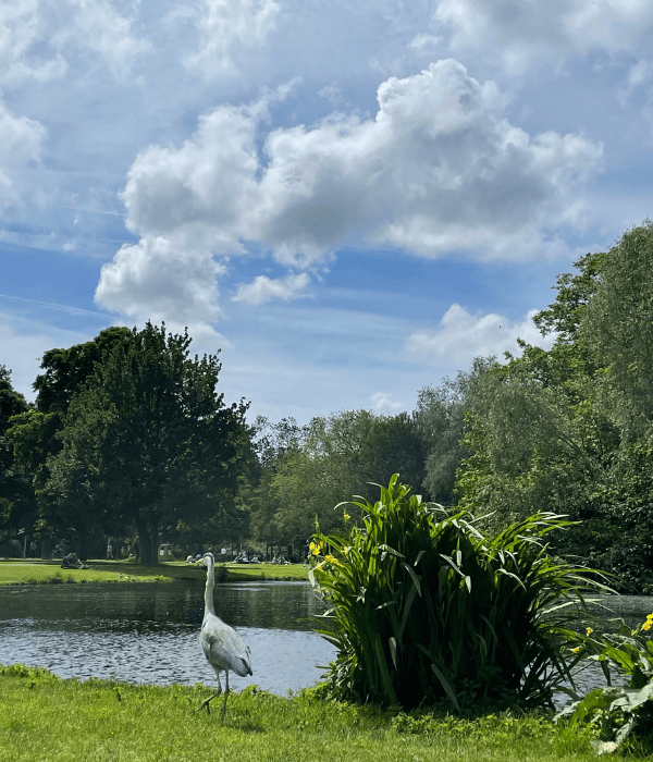 A stork walking along the pond at Vondelpark in Amsterdam, the Netherlands on a sunny, summer day.